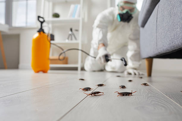 Commercial Kitchen Cockroach Control in Willard